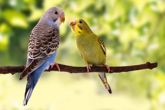 Fototapeta Two multi colored budgie are on the green background