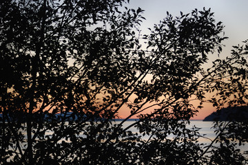 Sunset through silhouetted tree at Picnic Point Park, Snohomish County, WA