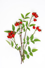 Medicinal plants and herbs composition: Dog rose, bunch branch Rosehips, Different types Rosa...