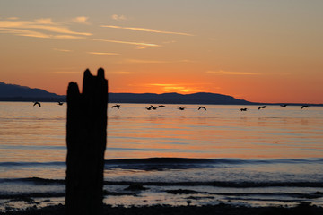 Birds fly low over Puget Sound at sunset