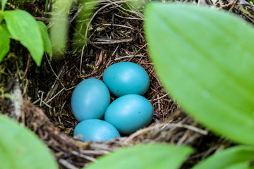 A ground nest full of blue robin's eggs.