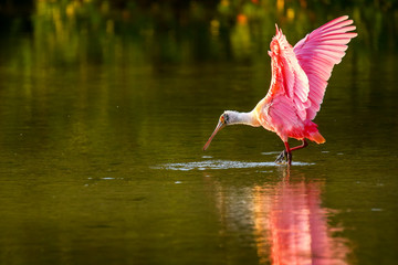 Roseate spoonbill (Platalea ajaja)