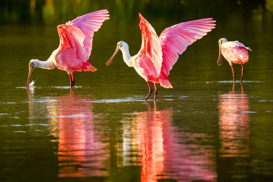 Roseate spoonbills (Platalea ajaja)