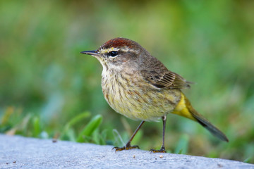 Palm warbler (Setophaga palmarum)