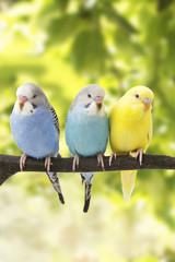 three budgies are in the roost