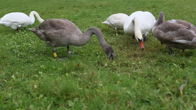 Swans eating grass in the meadow.