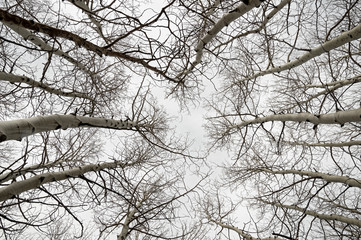 Obraz premium Bare Aspen Branches