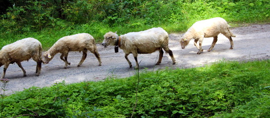 Flock of sheep go down the path