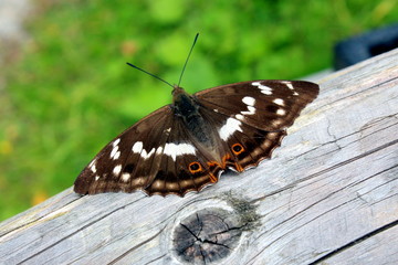 Brown butterfly landed on wood