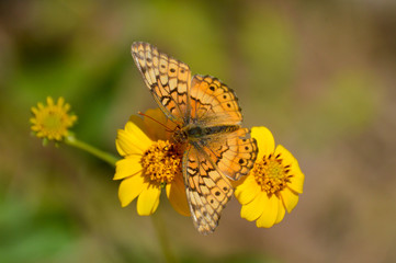 variegated fritillary butterfly on yellow flowers