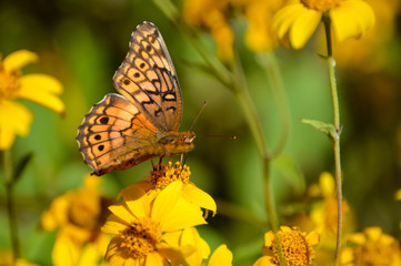 variegated fritillary butterfly on yellow flowers
