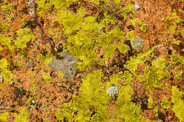 Lichen Covered Rock
