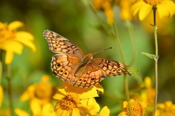 variegated fritillary butterfly on yellow flowers