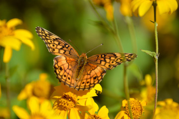 variegated fritillary butterfly (euptoieta-claudia) on yellow flowers
