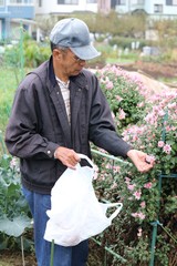 食用菊を摘むシニア男性