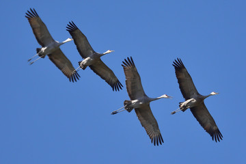 Obraz premium Group of Sandhill Cranes flying overhead in California