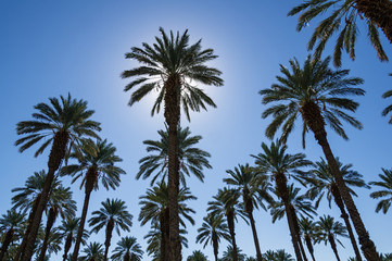 Fototapeta premium Date Palms