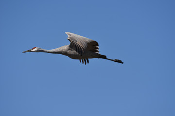 Sanhill Crane flying by