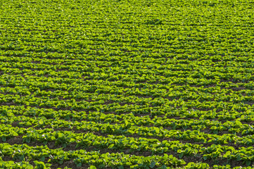 Lettuce Growing In Field