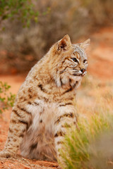 Bobcat sitting in a desert