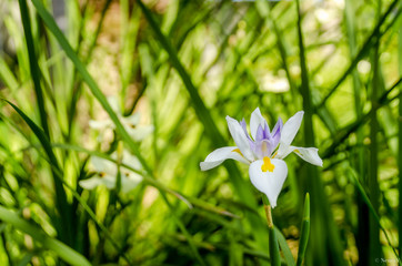 Fototapeta premium iris calédonienne