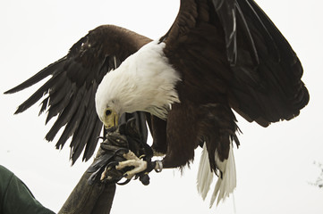 Eagle falconry exhibition