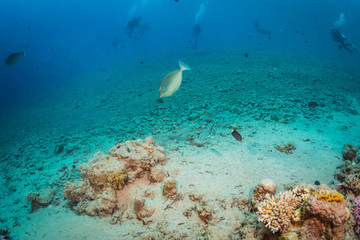 Tropical fish