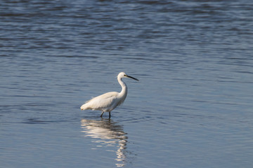 Little egret perching in wetlands