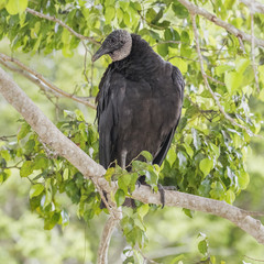 American Black Vulture Perched in a Tree