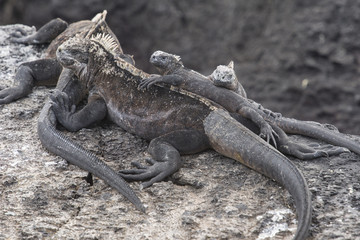 Marine Iguanas, Galapagos