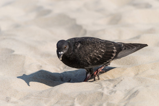 Pigeon on the sandy beach
