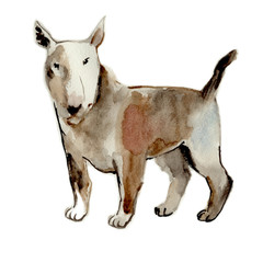 Bull terrier isolated on a white background, watercolor