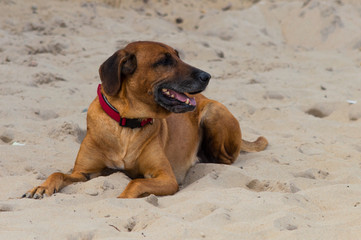 Big dog laying on sand beach