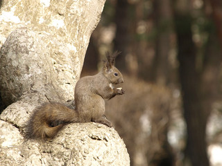 早春の耳毛が立ったエゾリス