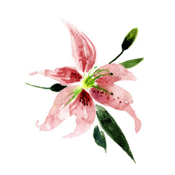 Pink lily isolated on a white background, watercolor