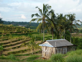 Rice fields of Jatiluwih, Bali, Indonesia - obrazy, fototapety, plakaty