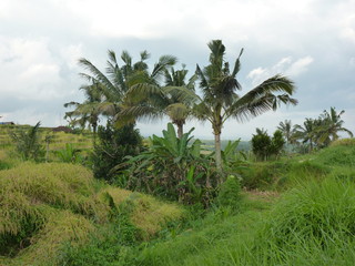 Fototapeta na wymiar Rice fields of Jatiluwih, Bali, Indonesia