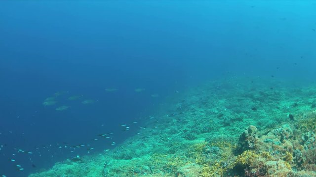 Coral reef with Tunas and plenty fish. 4k footage