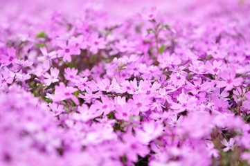 Shibazakura (moss phlox) background, shibazakura festival, The famous festival in Yamanashi prefecture, Japan