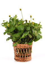 Para cress, Toothache Plant, Toothache plant, Brazil cress Toothache plant, Pellitary, Spot flower,vegetables and herbs with medicinal properties of Thailand.