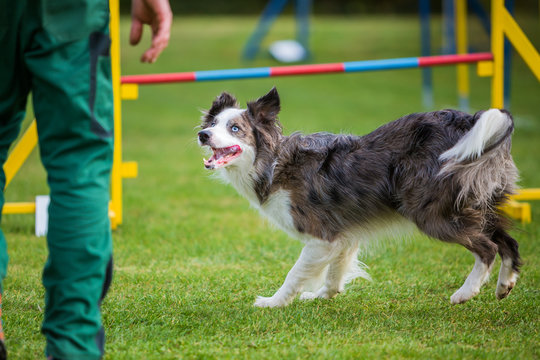 Border Collie On An Agility Field