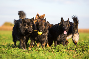 pack of Old German Shepherd Dogs