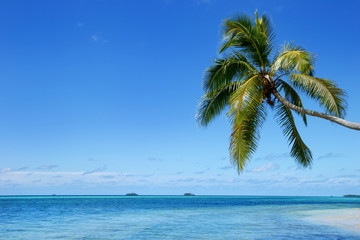 Fototapeta na wymiar Leaning palm tree at Makaha'a island near Tongatapu island in To