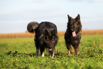 two Old German Shepherd Dogs on the meadow