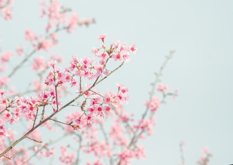 Soft focus Cherry Blossom or Sakura flower on nature background