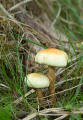Close-up of mushrooms
