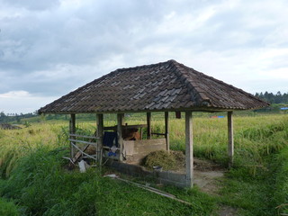 Fototapeta na wymiar Rice fields of Jatiluwih, Bali, Indonesia
