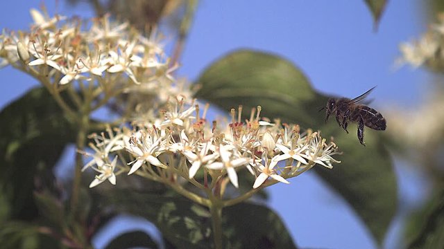 European Honey Bee, apis mellifera, Adult flying and collecting nectar from white Flower, Slow motion