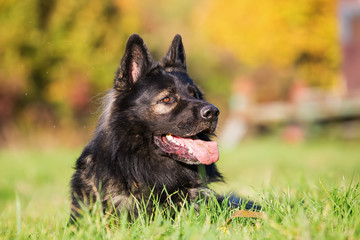 portrait of a German Shepherd