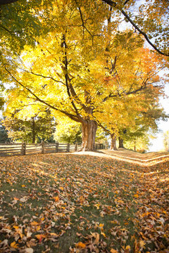 colorful maple trees in the autumn in the countryside